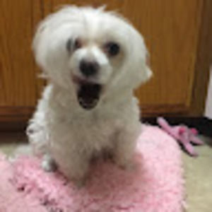 Meet your Posher, Crystal